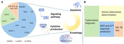 Immune regulation and emerging roles of noncoding RNAs in Mycobacterium tuberculosis infection